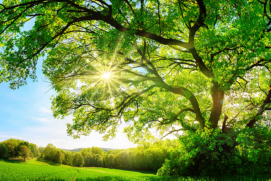 Sun shining through the branches of a tree